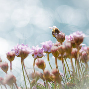 Flowers, Plants and Forest Prints