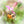 Bumblebee hanging upside down on a pink wildflower photograph