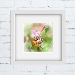 Bumblebee on a pink wildflower photograph in a white frame with a white mount. The print is against a white brick wall