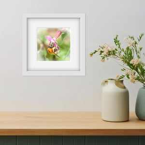 Bumblebee on a pink wildflower photograph in a white frame with a white mount. Print hanging beside vases with dried flowers