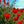 Red poppies in a field with a clear blue sky