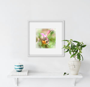 Framed photograph of a bee on a flower above a white surface with decorative items.