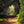 Wooden gate at the end of a sun dappled woodland path with a tunnel of trees