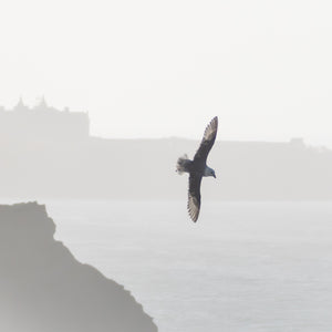 A coastal bird flies over calm water with a hazy coastal landscape and hotel in the background.