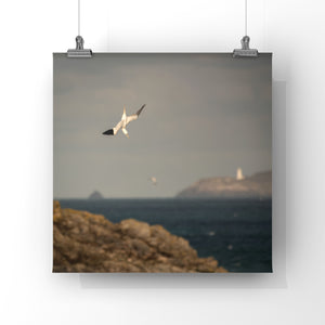 Diving gannet bird with lighthouse in the background photo hanging from two wires by clips