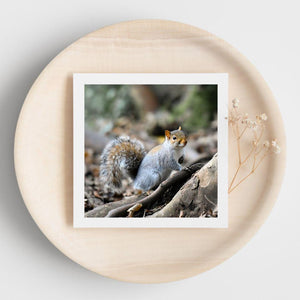 white bordered photograph of a squirrel on a greetings card displayed on a wooden plate