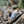 Squirrel on a tree branch with a natural background