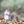 Squirrel on the ground with autumn leaves and a blurred natural background