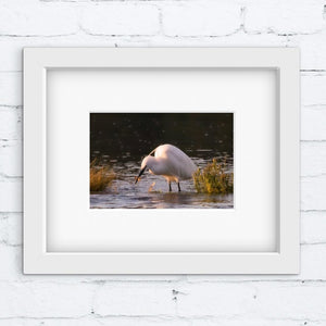 White framed photograph of a Little Egret bird in water on a white brick wall
