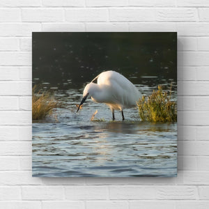 White Little Egret wading in water with grasses on a white brick wall background