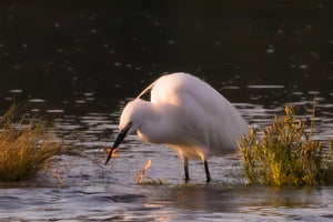 White Little Egret wading in water with a dark background
