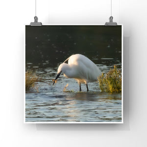 Little Egret White bird wading in water with grasses on a white background