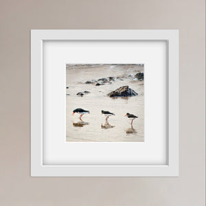 Photograph of three Oystercatchers on a rocky beach reflected in the sand. The picture is in a square white frame with white mount