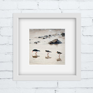 Photograph of three Oystercatchers on a rocky beach reflected in the sand. The picture is in a square white frame with white mount against a white brick wall