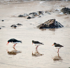 Photograph of three Oystercatchers on a rocky beach reflected in the sand. 