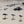 Three oystercatcher birds walking on a wet sandy beach with rocks in the background. The birds are reflected in the water