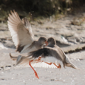Two birds with orange beaks and legs in a flight over a river landscape