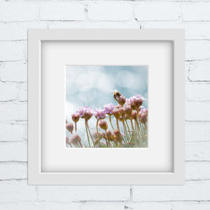 sea pink flowers with bee in a white frame against a white brick wall