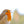 Close-up of a robin singing with a blurred white background