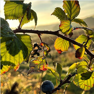 Close-up of green sunlit bramble leaves with a blurred natural background
