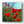 Red poppies in a field with a clear blue sky