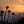 Photo of coastal flowers silhouetted against a sunset sky