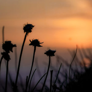 Photo of coastal flowers silhouetted against a sunset sky