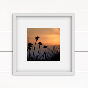 Photo of coastal flowers silhouetted against a sunset sky. Square print in white frame