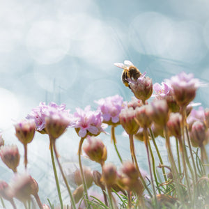 photo of seapink flowers with a bee and circles of light behind