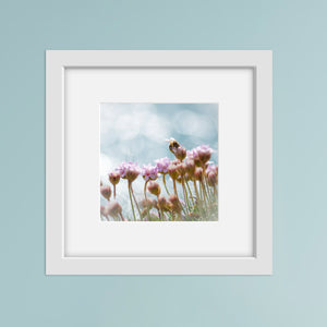 photograph of a bee on sea pink flowers in a white frame against a blue wall